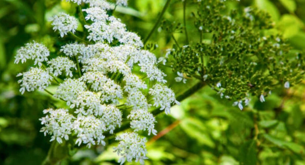 Four ‘beautiful’ but ‘uncontrollable’ invasive plants that can destroy gardens