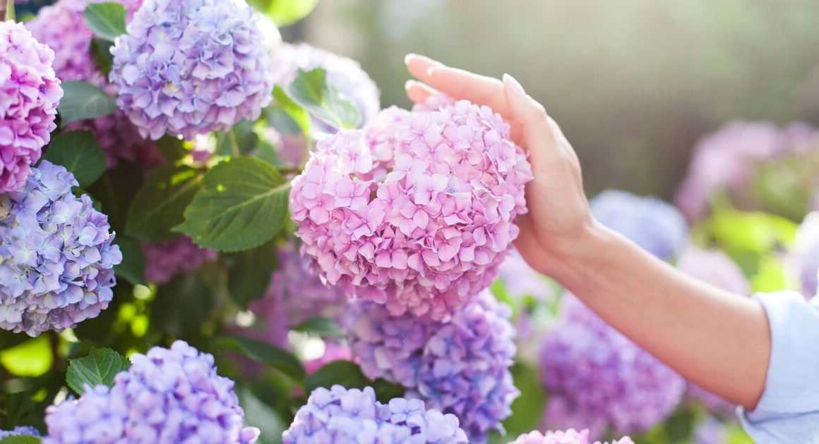 When to prune hydrangeas for a ‘better flowering display’