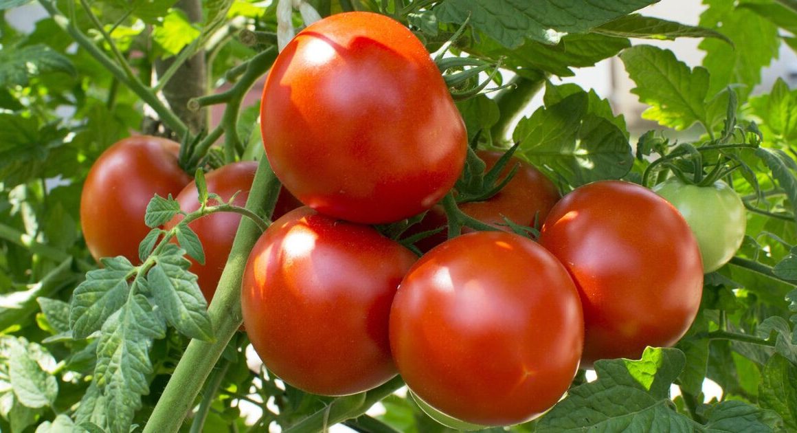 How to grow bigger and tastier tomatoes with gardening expert’s 1 essential task