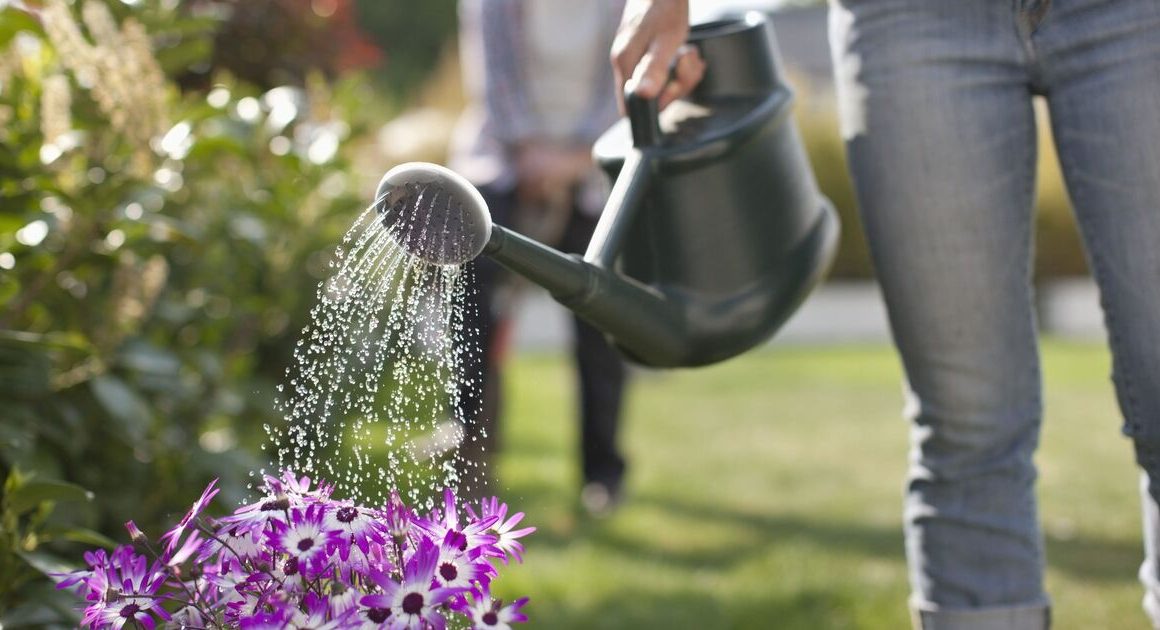 When to water gardens to avoid killing plants – it’s not the morning