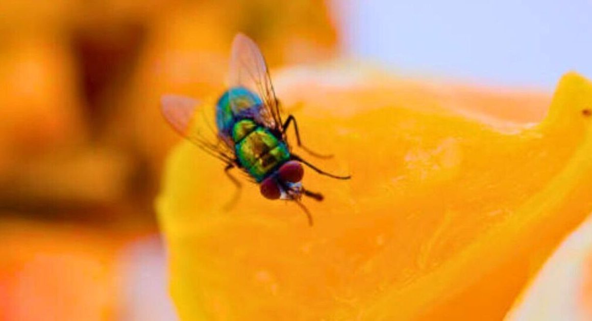 How to remove fruit flies from your home quickly: All you need is two kitchen ingredients