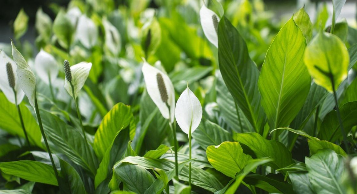 ‘Kitchen scrap encourages peace lily to bloom – it’s not banana peel’