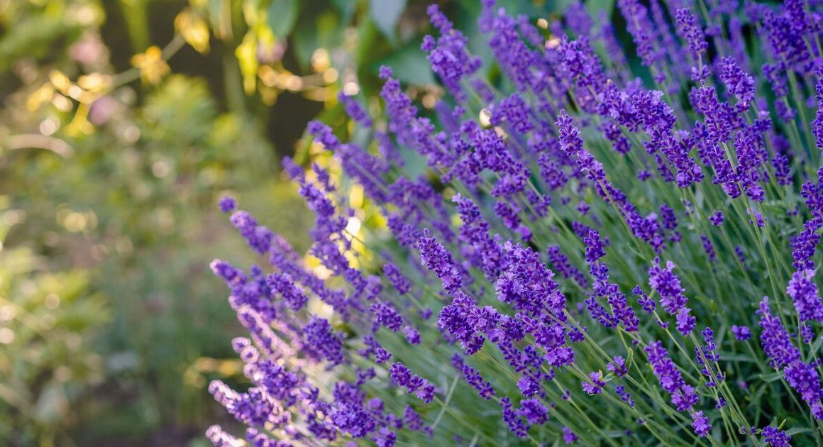 Garden plants to grow near lavender for bigger and better blooms, claim experts