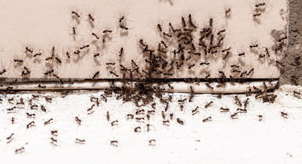 How to get rid of ants for good fast with ‘homemade ant killer’ recipe