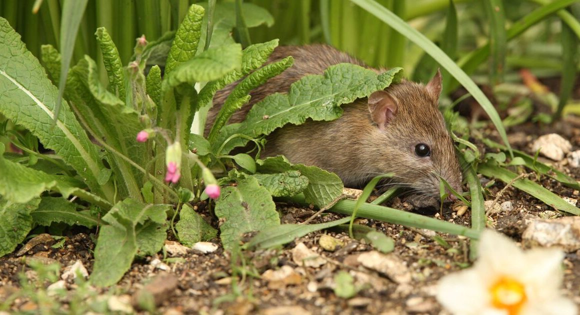 How to deter rats fast with garden plant they despise – experts agree