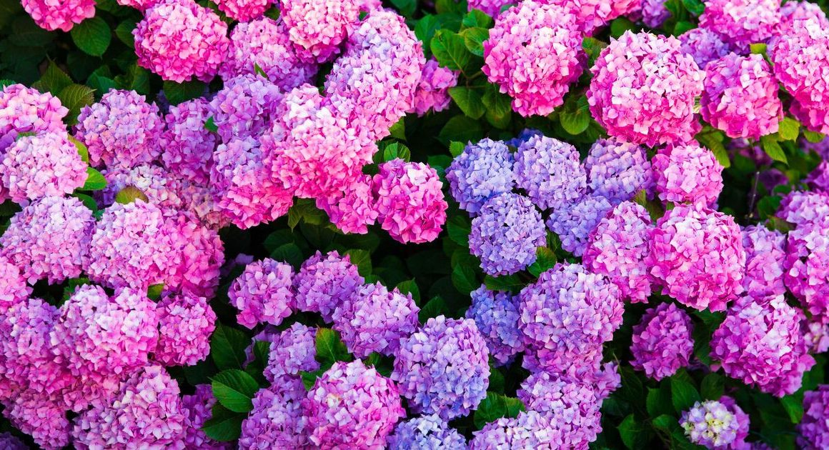 How to grow bigger hydrangea flowers with 1 essential task that’s not pruning