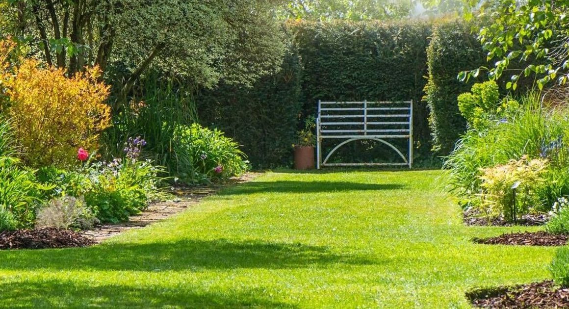 ‘I transformed garden grass in one month with £4 product’