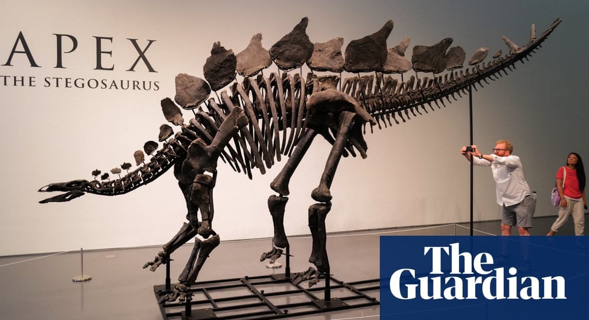 Largest, most intact stegosaurus fossil ever found sells for $44.6m | Dinosaurs