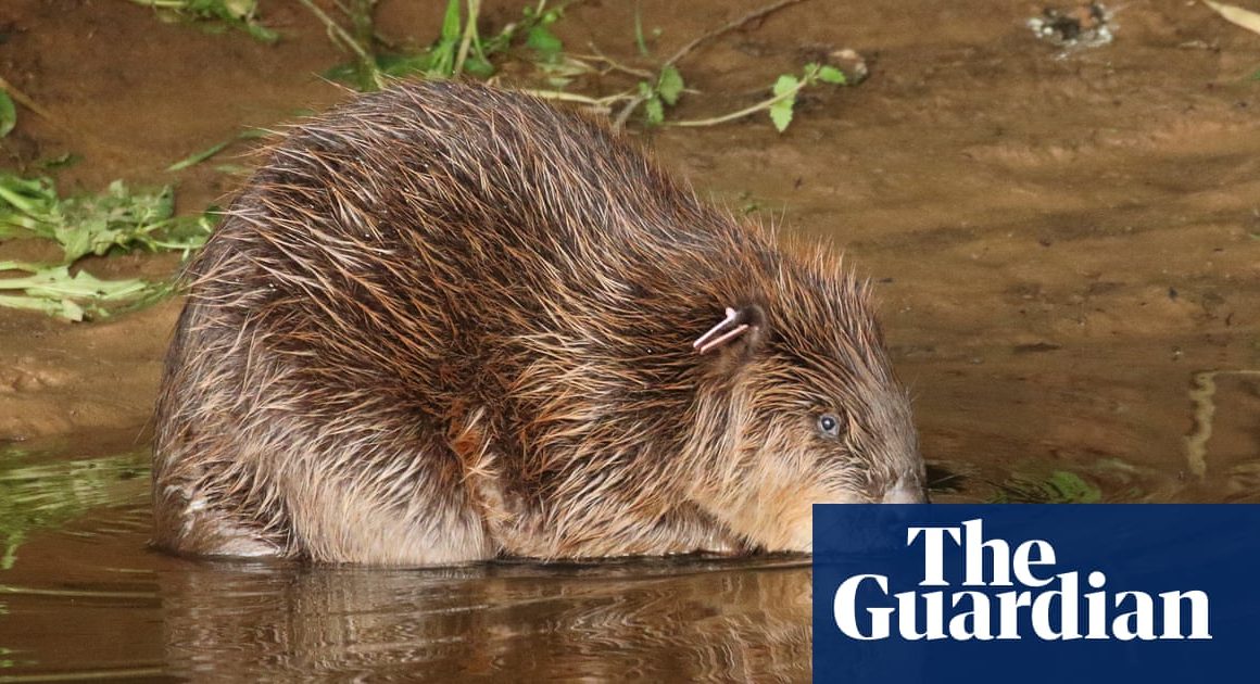 Beavers transform Devon’s River Otter – but their return across England and Wales has stalled | Wildlife