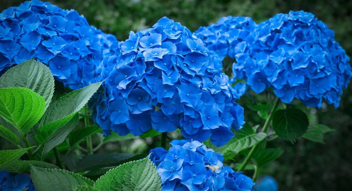 How to grow bigger blue hydrangea flowers and deter slugs with 1 kitchen scrap