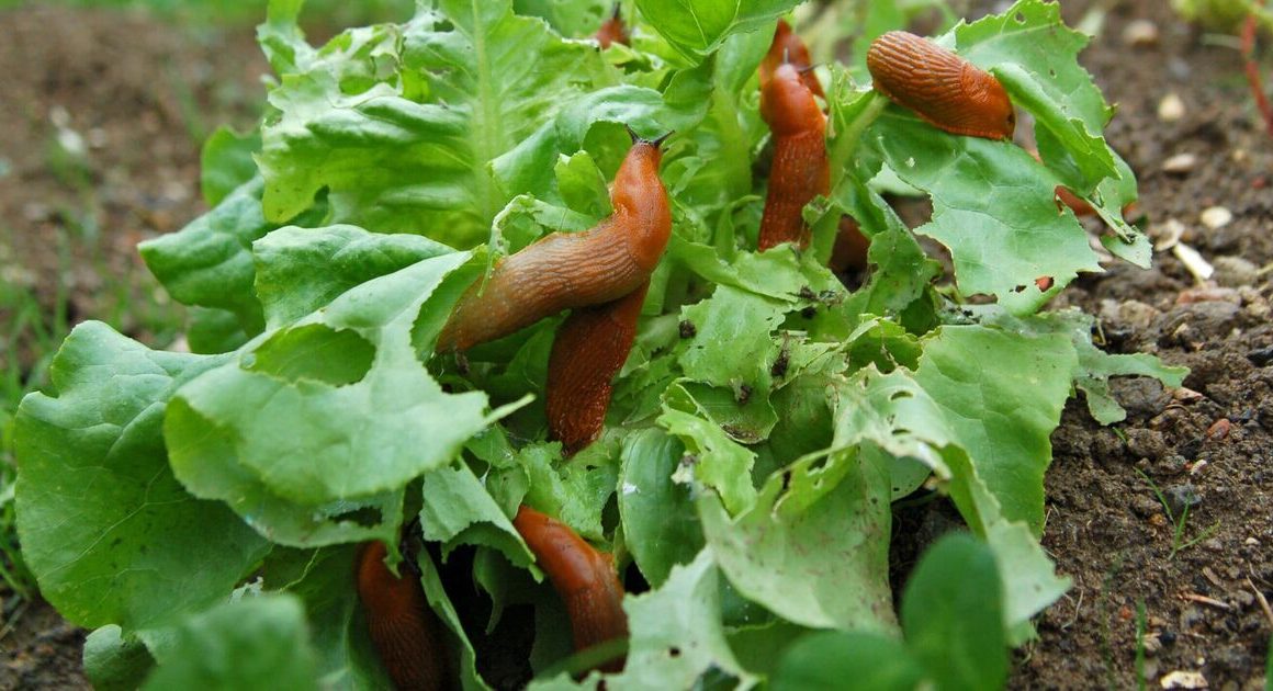 How to deter slugs from destroying garden plants with 1 kitchen item they hate