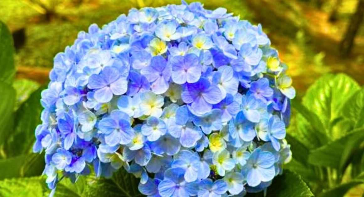 How to grow hydrangea flowers that are ‘bigger than a basketball’