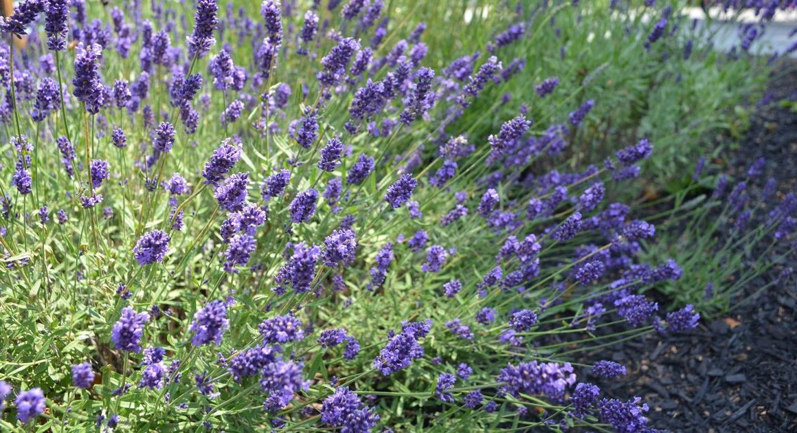 Stop lavenders ‘turning into a woody mess’ using expert’s ‘number 1 tip’