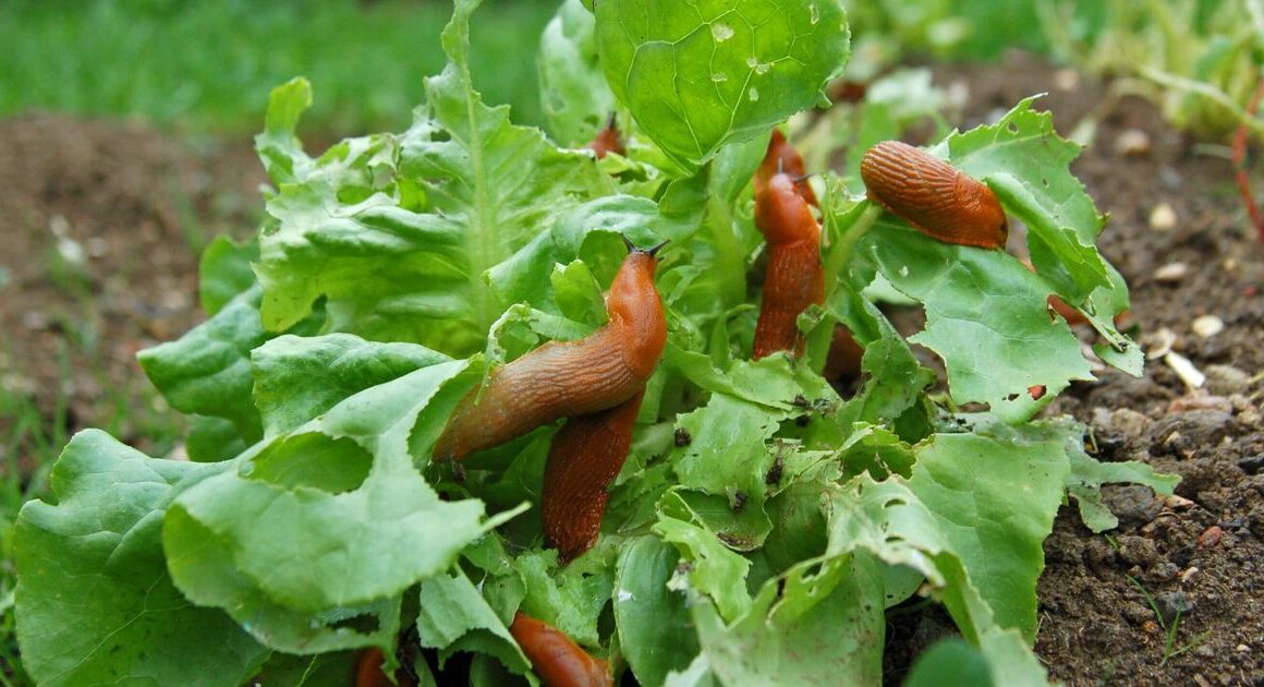 Stop slugs and aphids in their tracks with homemade 3-ingredient spray