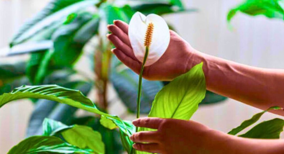 Encourage peace lilies to flower by placing them in the best spot in your home