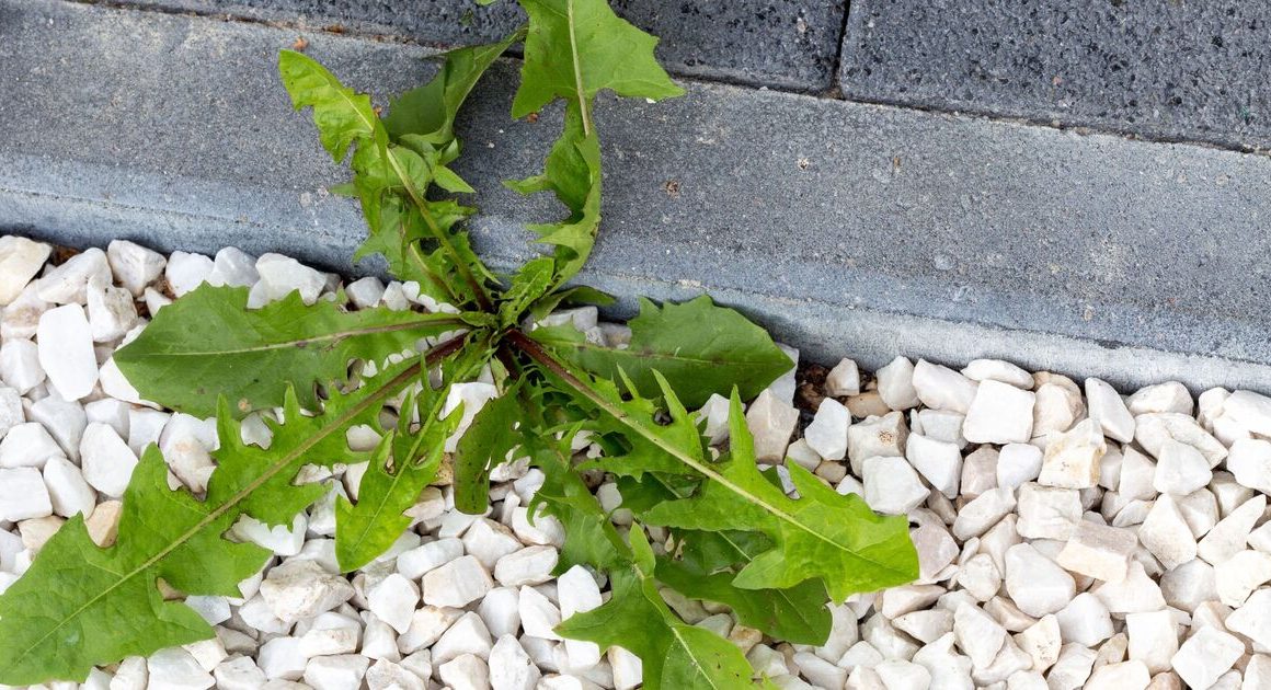 Stop patio weeds from growing with 3-ingredient solution will kill them for good