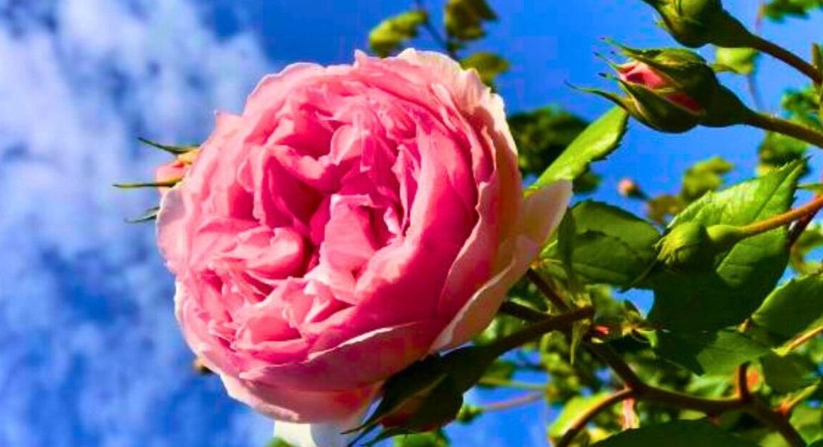 Roses produce ‘bigger blooms’ if 1 bathroom item is added to their soil