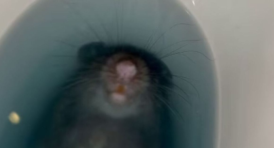 Woman screams as rat stares up at her from toilet while she’s sat on it | Weird | News