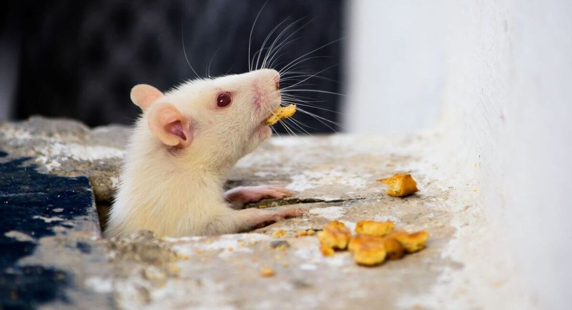 Mice will ‘leave your home alone’ this autumn with one solution that’s ‘unpleasant’