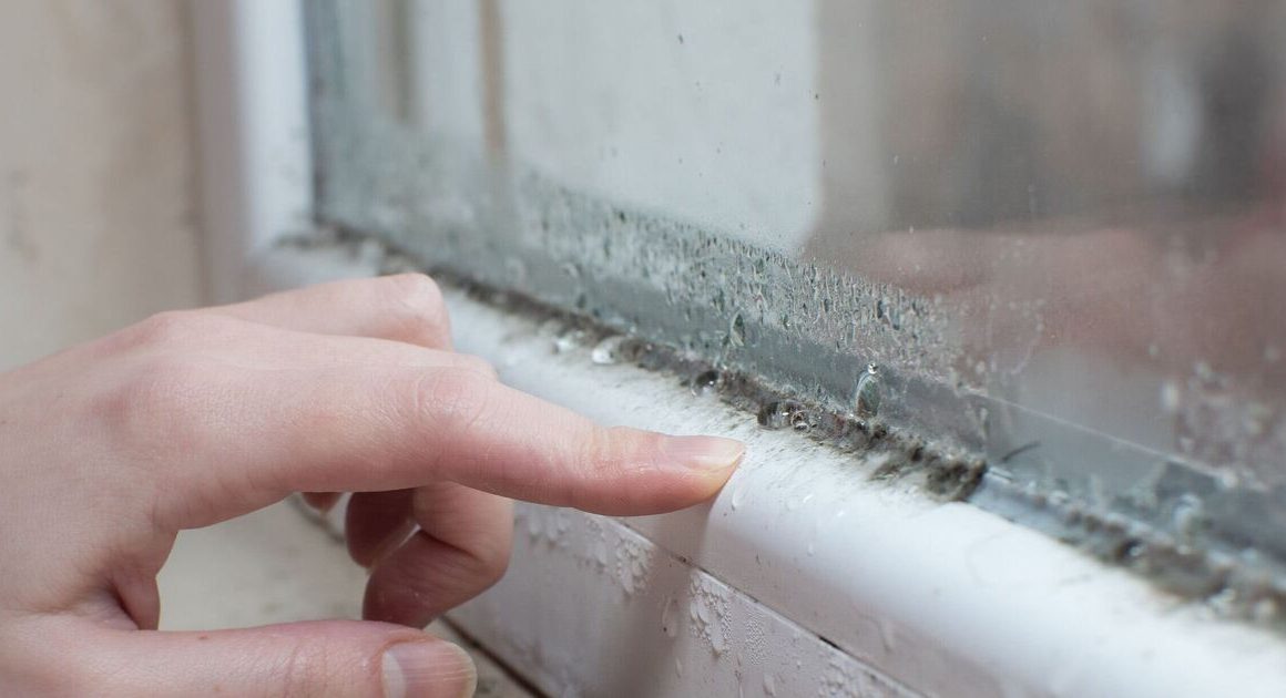 Tackle window condensation with 65p remedy and ‘no gadgets needed’