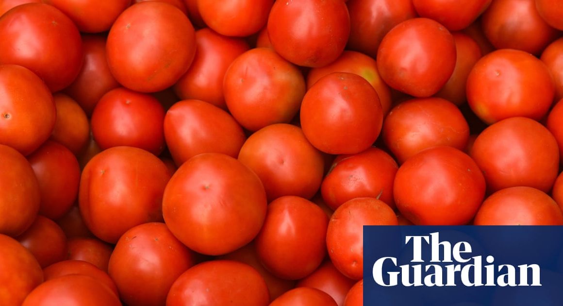 Scientists identify tomato genes to tweak for sweeter fruit | Gene editing