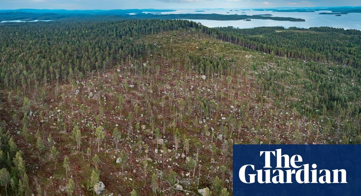 A mystery in Finnish Lapland, and what it means for the climate crisis – podcast | Finland