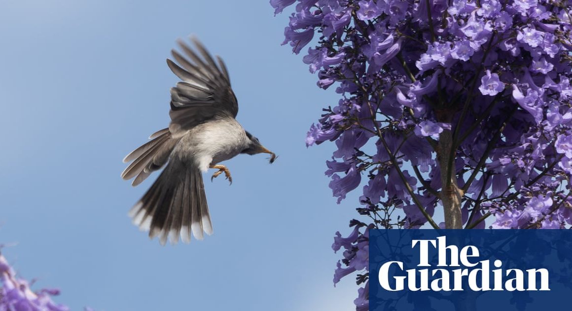 Jacaranda season in Sydney – in pictures | Environment