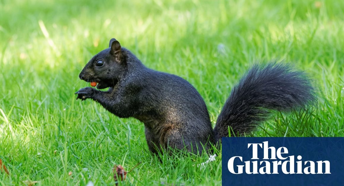 Young country diary: Spotted! A black squirrel outside my school kitchen | Environment