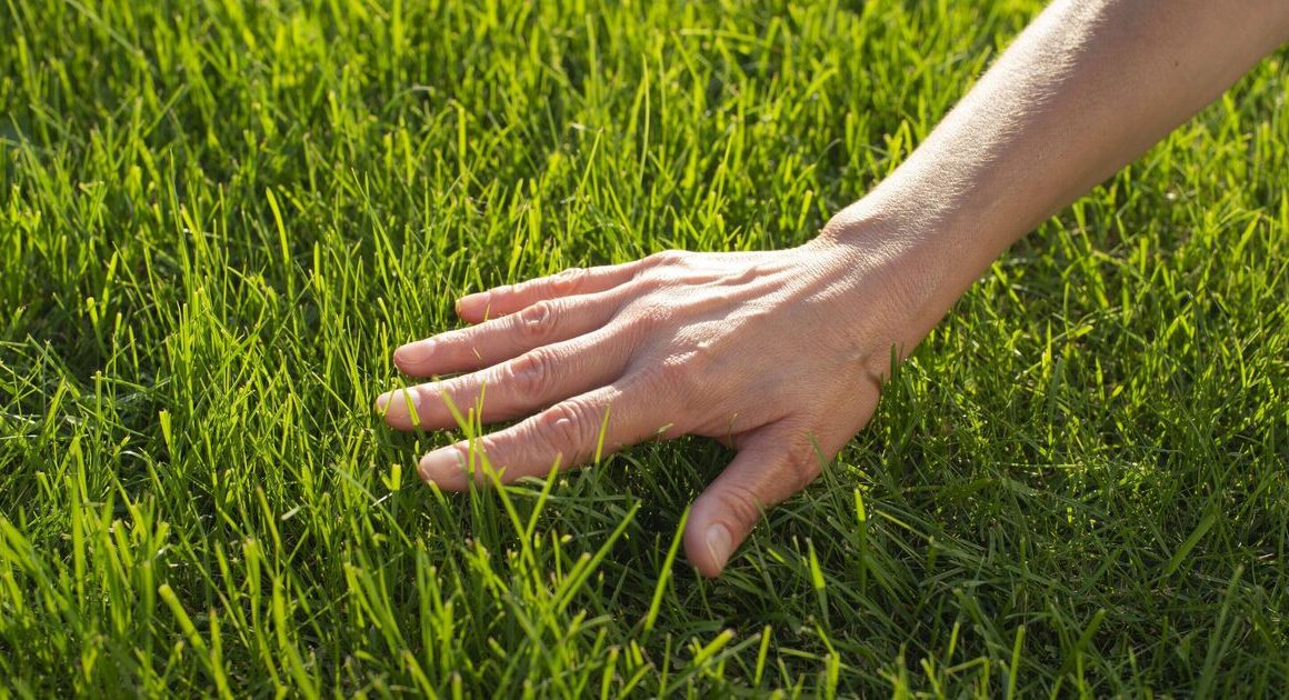 How to make lawns greener and thicker with one easy gardening task