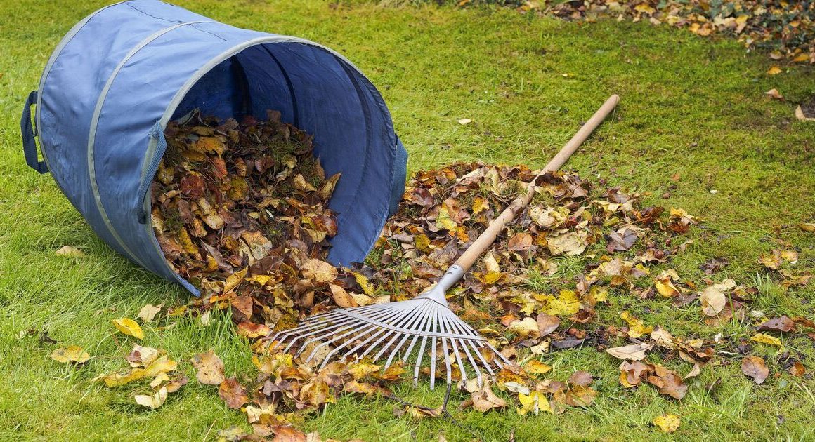 10 ‘essential’ gardening jobs to complete during November for a thriving spring garden