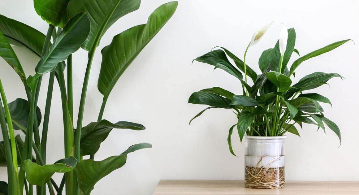 ‘Encourage blooms’ on your peace lily all year long with ‘fantastic’ two-ingredient feed