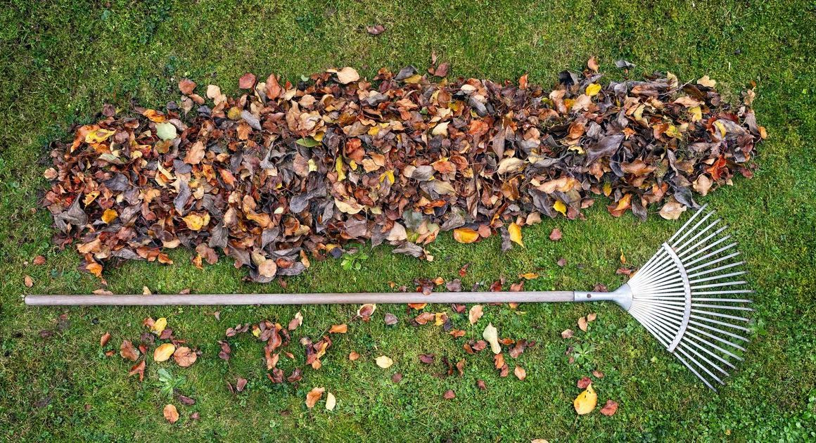 All gardeners issued warning about removing autumn leaves from lawns