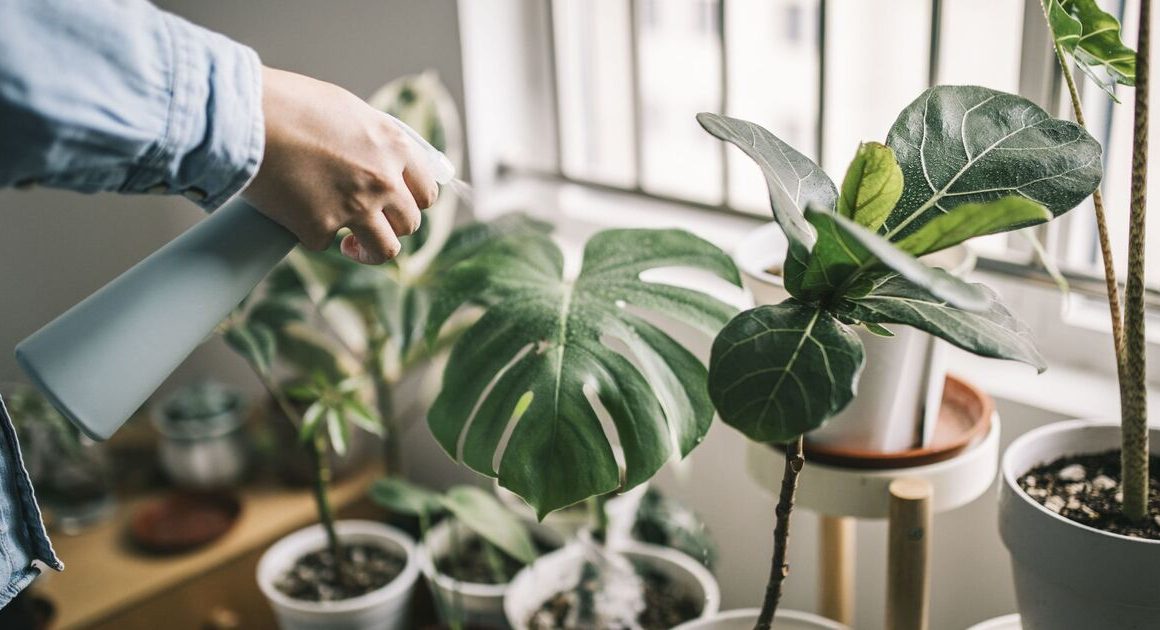 Houseplant expert reveals one key thing to growing Jurassic-sized plants