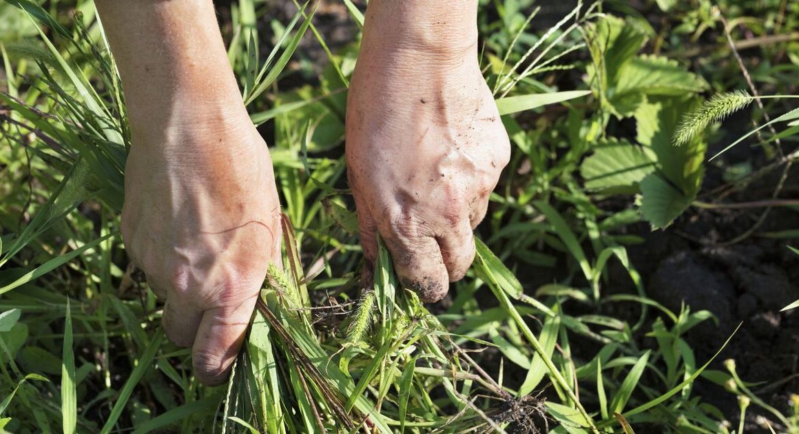 Strange gardening hack using potatoes can kill weeds rapidly