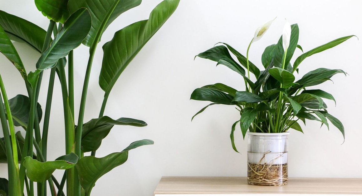 Six houseplants ‘effectively’ banish mould and condensation this winter