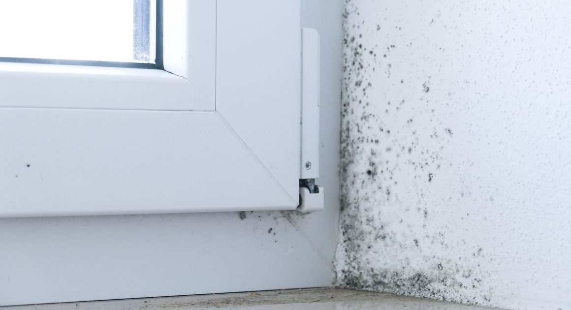 ‘I’m a home expert – this free hack will help to stop mould growth’