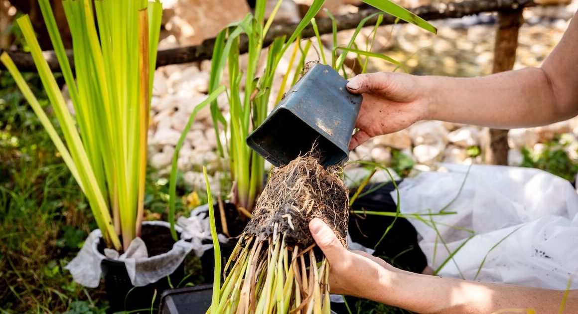 Gardeners urged to ‘act now’ and protect plants from frost or risk dead garden