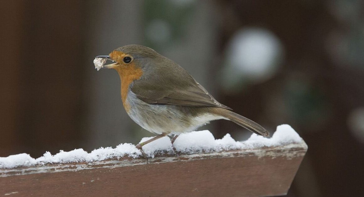 Warning issued to anyone with robins in their gardens | UK | News