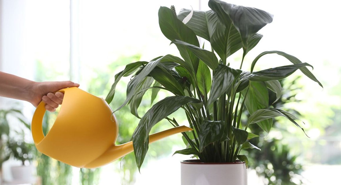 Keep your houseplants ‘healthy during the colder months’ by following 2 steps