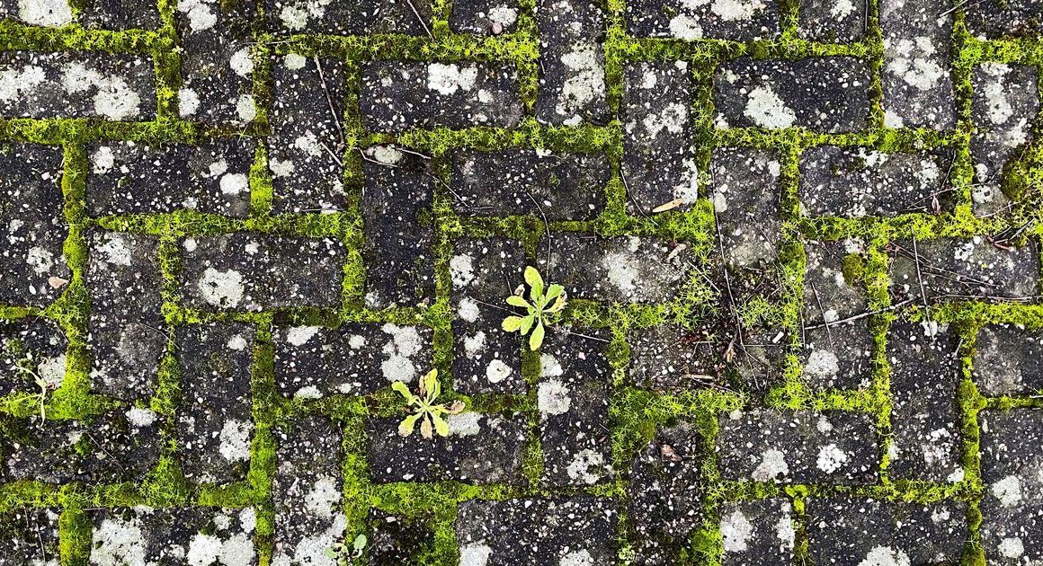 How to remove moss from patios and paving fast without bleach, vinegar or scrubbing