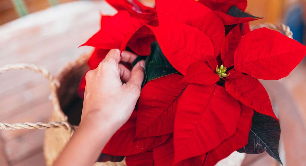 Daily five-minute task to keep poinsettia colours ‘looking vibrant’ past Christmas