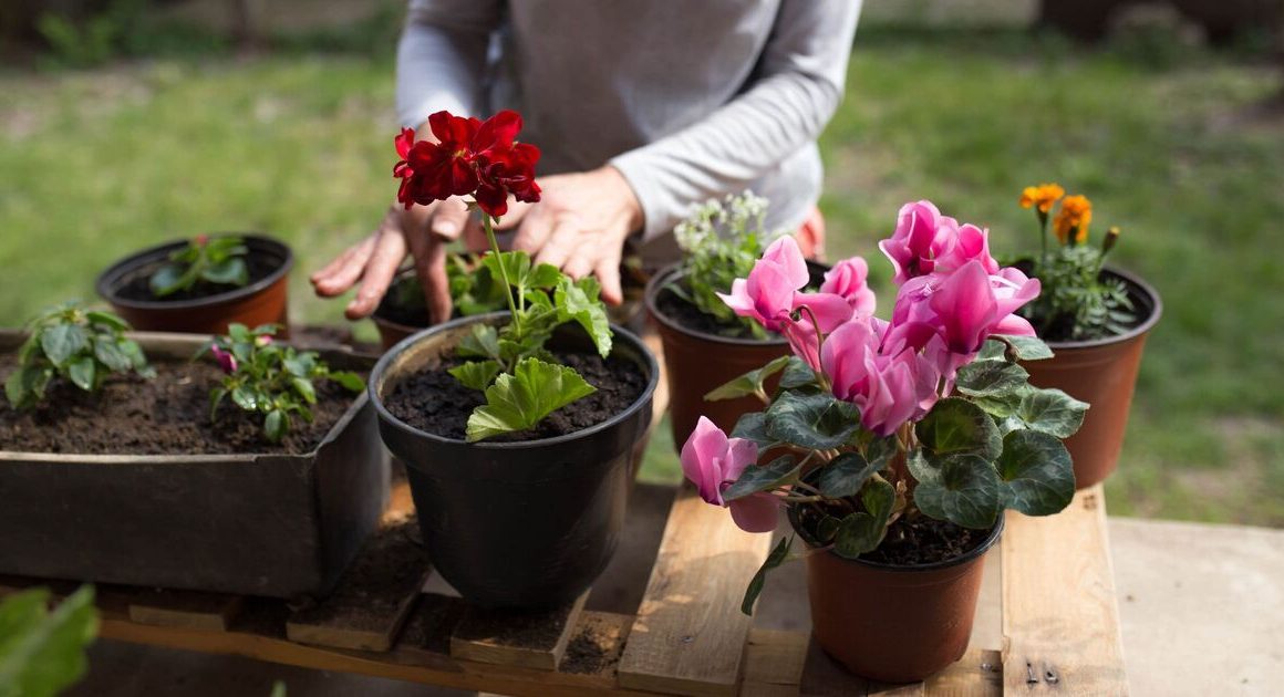 4 plants gardeners should plant in November for beautiful winter flowers