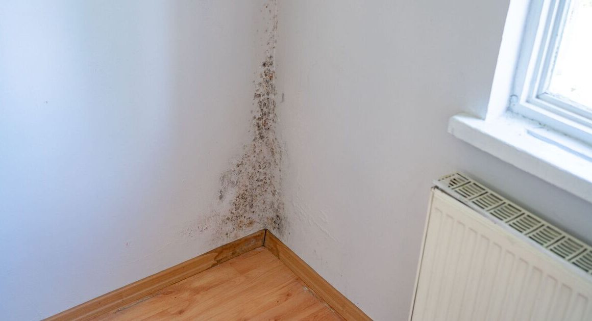 How to banish mould using cheap trick ‘more effective’ than bleach