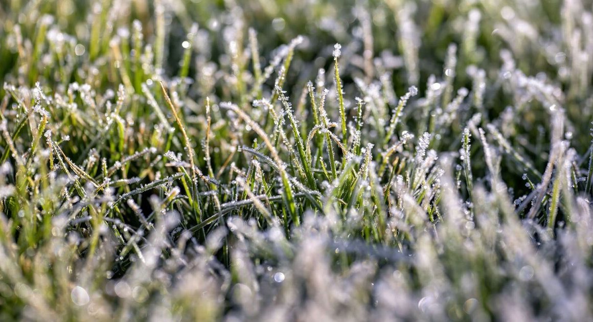 Lawn mistake gardeners must avoid in winter is ‘crucial’ to ‘limit the damage’