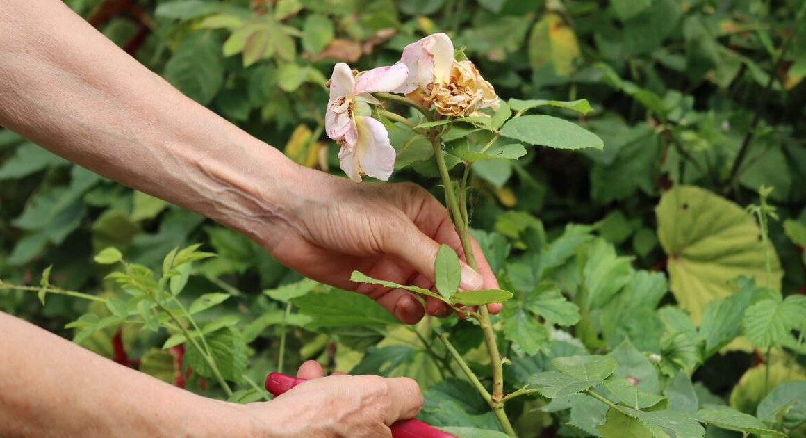 Three plants to prune before December for ‘healthy regrowth and vibrant blooms’ next year