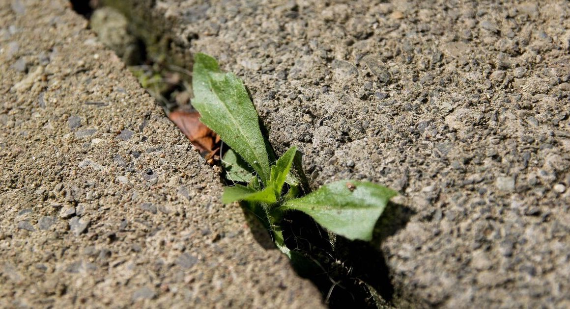 How to kill weeds on patios and driveways ‘within 24 hours’ using 1 item