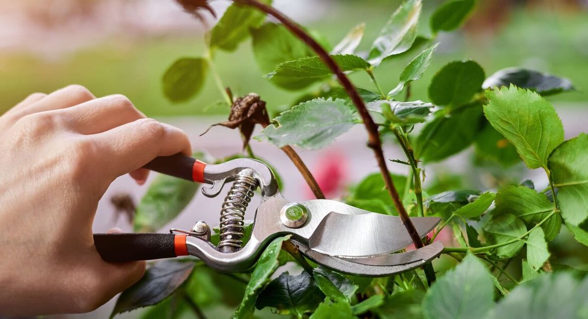 The best time to prune roses for ‘stunning blooms year after year’