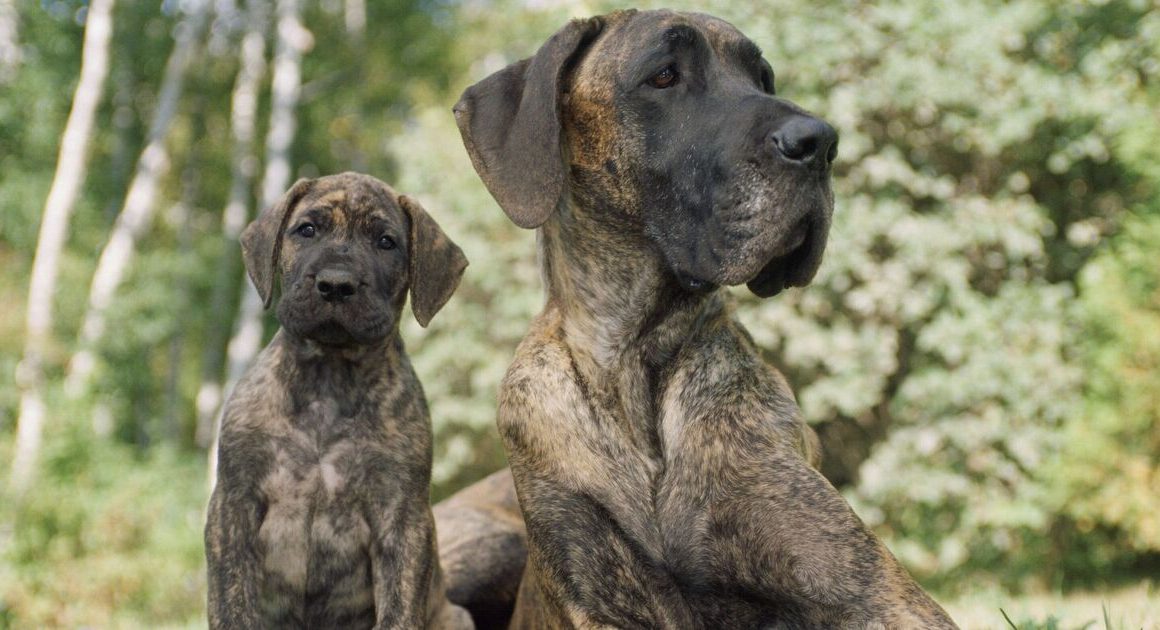 Dog expert names breeds he would never own if your family is on a budget