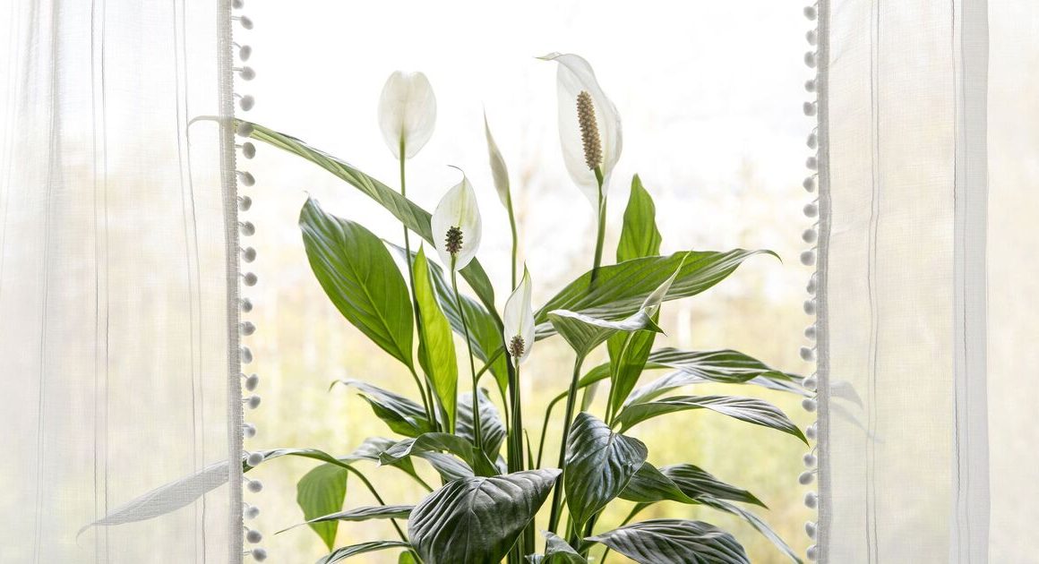 Four houseplants are ‘champions’ at beating damp and mould at home