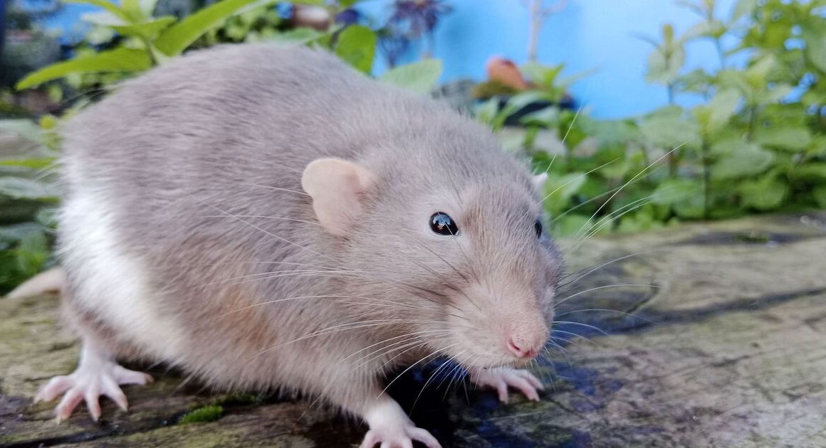 Rats and mice will ‘stay away’ from your home with 1 small change to garden